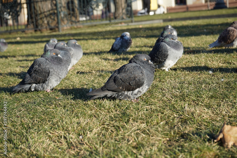 Fototapeta premium pigeons in the park