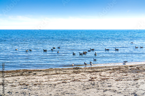 Many seagulls on the Baltic coast near Dahme, Germany