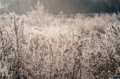 Wallpaper Mural twigs under the snow on the Bush Torontodigital.ca