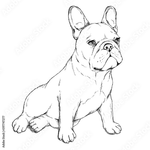 Cute sitting french bulldog sketch. Vector illustration in hand drawn style