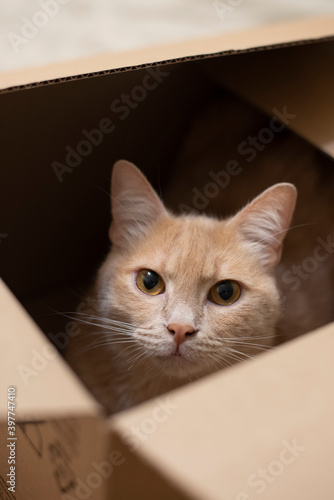 The beige cat sits in a box. Beige box. Cute pet playing