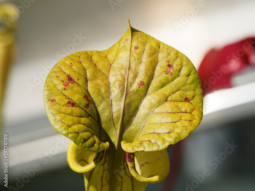 Sarracenia purpurea | Detail of leaf blade of yellow pitcher plant arranged in rosette green with purple and reddish veins open on the sky photo