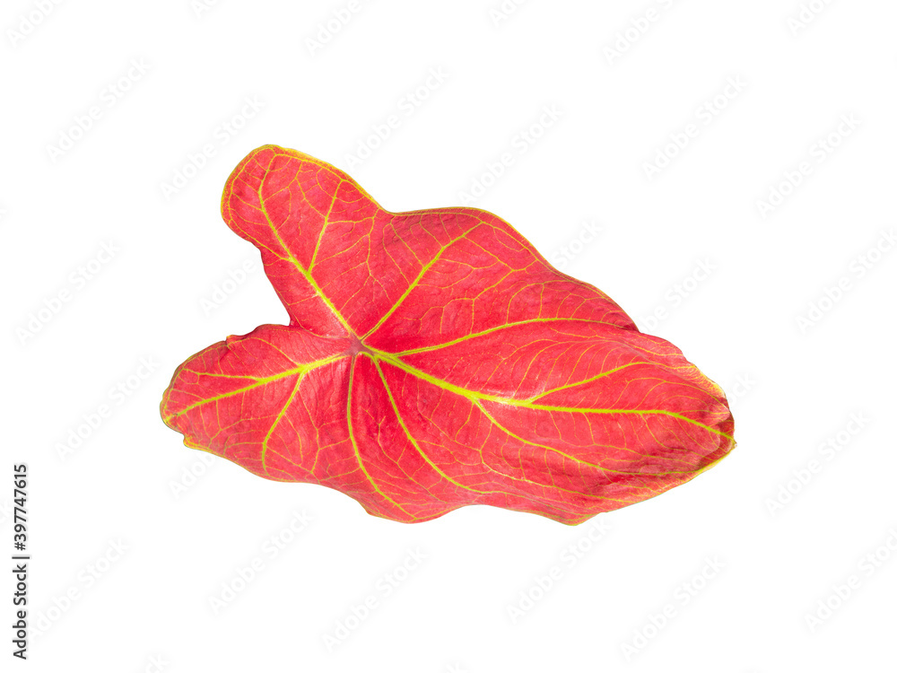 isolated caladium leaf long vivid red color with yellow line a closeup texture of beautiful in nature of topical plant with clipping path on white background