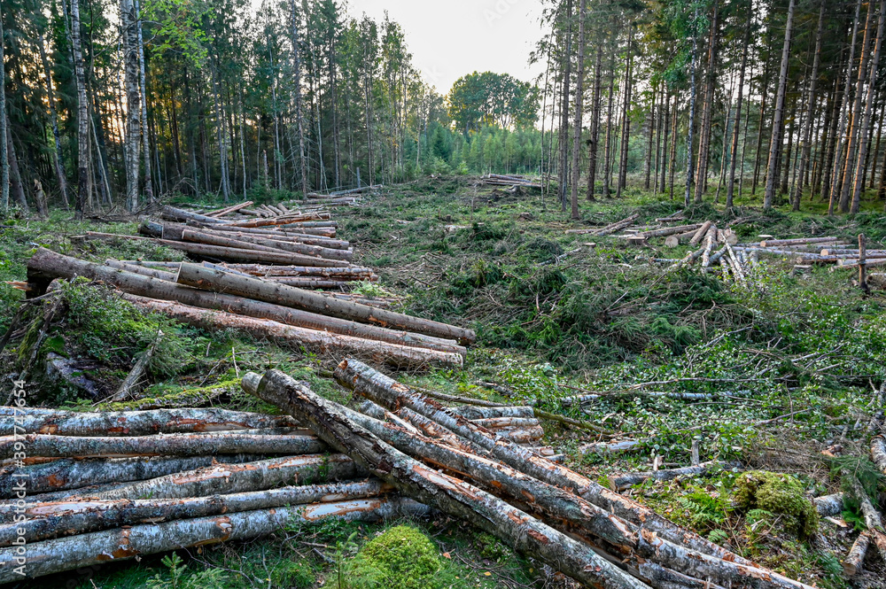 tree trunks piled in a cutting area tree trunks piled in a cutting area