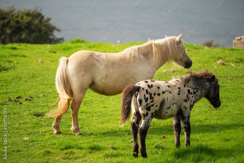 Fototapeta premium White horse with beautiful spotted coat foal in a green meadow.