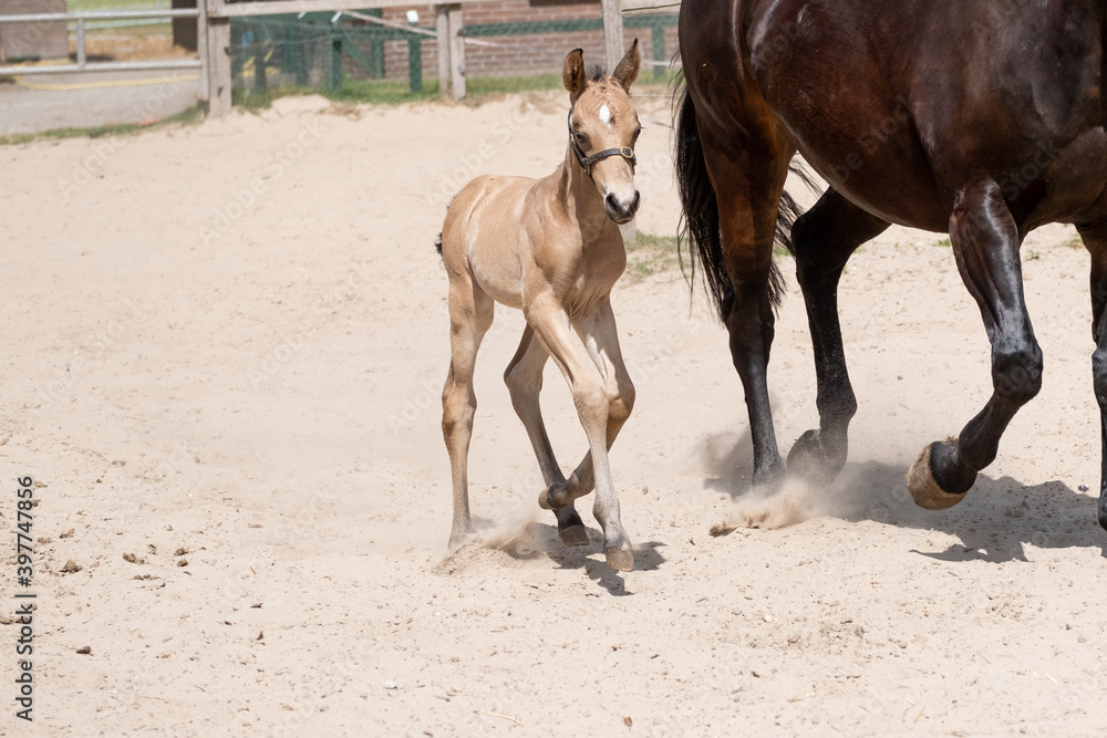 Obraz premium Newborn foal trot with mother in the sand. A natural green background