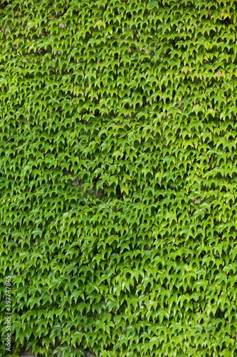 A wall covered of ivy. 