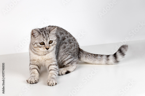 Portrait of Scottish straight kitten on white background © fotofabrika