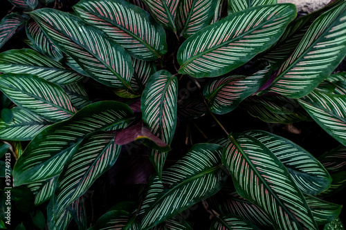 closeup nature view of tropical leaf background, dark tone concept