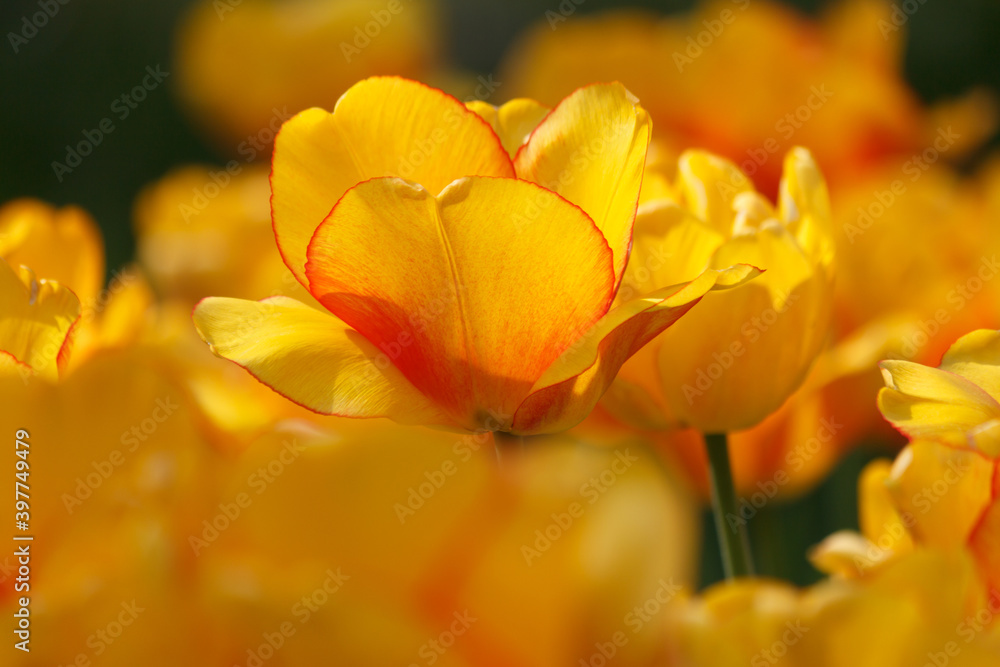 Eine wunderschöne Tulpe in einem Tulpenbeet - gelb orange - im Sonnenlicht im Closeup Eine wunderschöne Tulpe in einem Tulpenbeet - gelb orange - im Sonnenlicht im Closeup