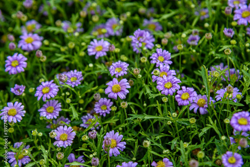 Purple daisies flower with water droplets in garden field.