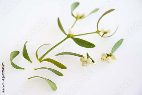 Viscum album, mistletoe branch, family Santalaceae, white berry fruits on white