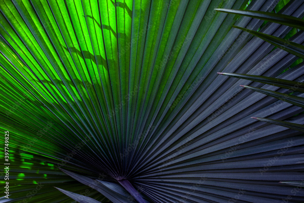 Fototapeta premium tropical palm leaf and shadow, abstract natural green background, dark blue tone