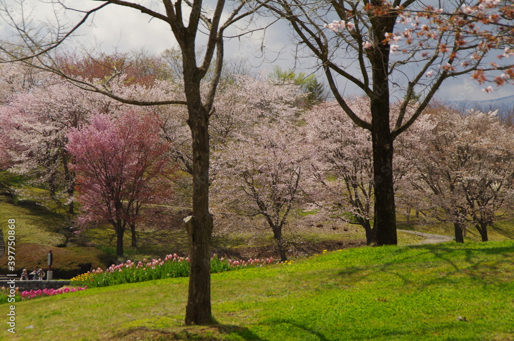 桜の木々に囲まれた緑の綺麗な公園