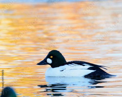 A drake Common Goldeneye swims in a pond on the Colorado prairie.