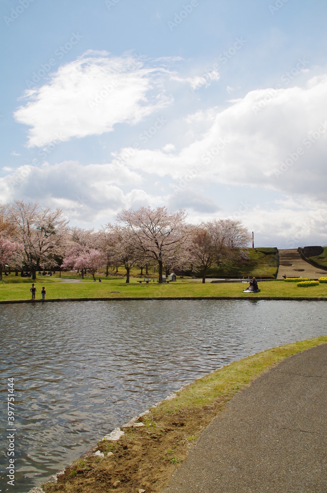 Fototapeta premium 水辺沿いに咲く桜の木々