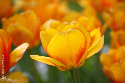 Eine wundersch  ne Tulpe in einem Tulpenbeet - gelb orange - im Sonnenlicht im Closeup