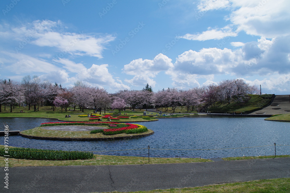 Fototapeta premium 青空と青い水面、ピンクのサクラの花弁