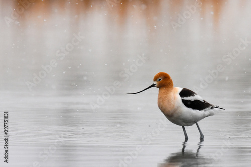 An American Avocet wades through a pond on a snowy day in Colorado.