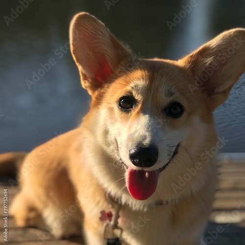 Stacy corgi