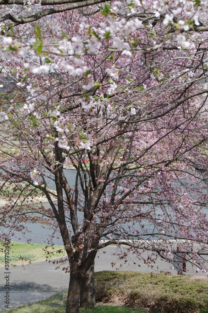 春の水辺に咲く桜の花
