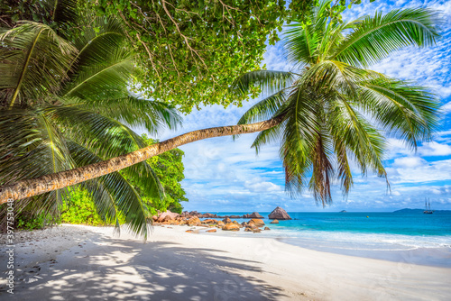 Obraz na plátně palm tree on tropical beach anse lazio in paradise on praslin, seychelles