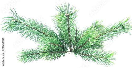 Bouquet of green pine branches isolated on a white background. Element for the design of postcards and stationery.