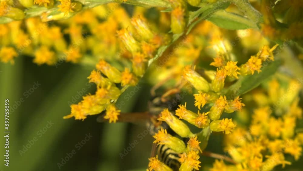 Wasp Yellow jacket, Yellow stripe things, collects pollen on wildflower Solidago, goldenrods, of flowering plants in Asteraceae. Macro view insect on wildlife Wasp Yellow jacket, Yellow stripe things, collects pollen on wildflower Solidago, goldenrods, of flowering plants in Asteraceae. Macro view insect on wildlife