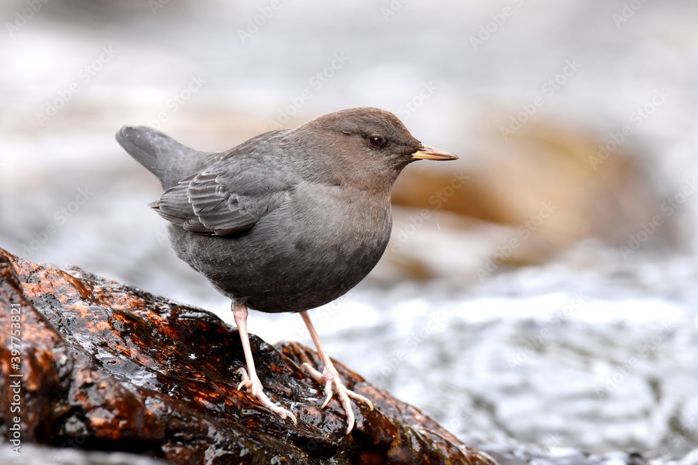 An American Dipper feeds in a river in the Rocky Mountians. An American Dipper feeds in a river in the Rocky Mountians.