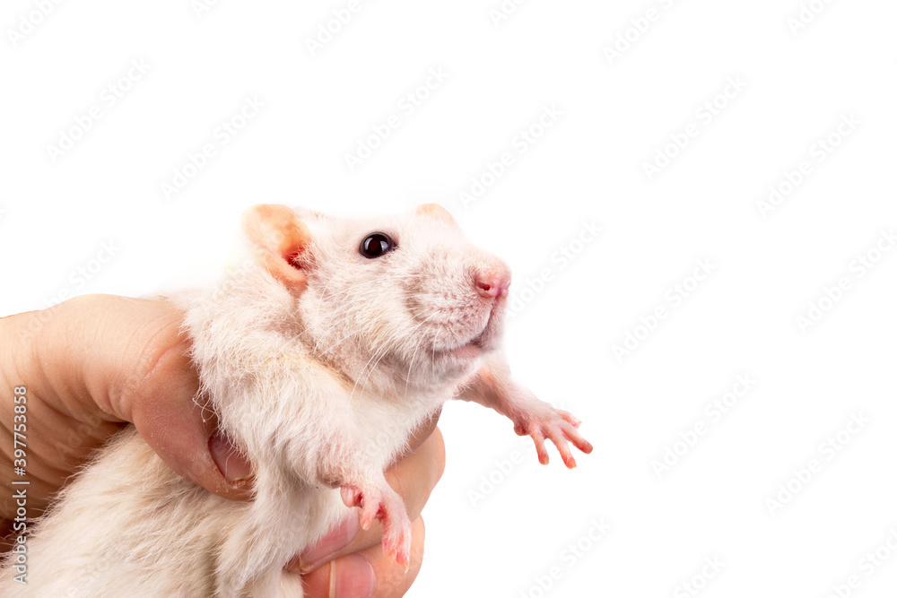 Dumbo rat in hand on a white background