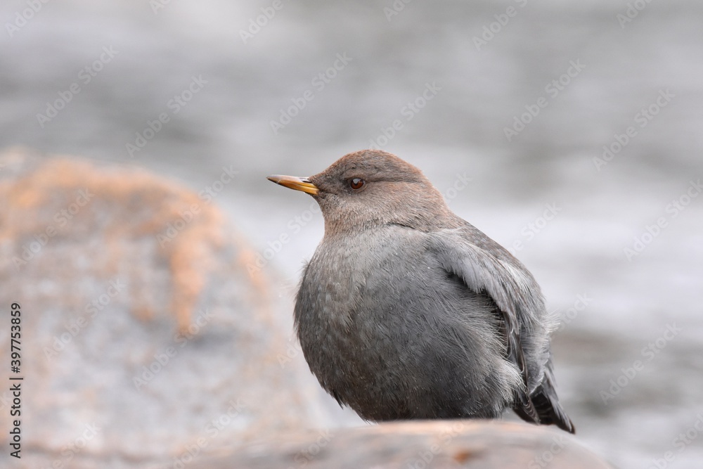 An American Dipper feeds in a river in the Rocky Mountians. An American Dipper feeds in a river in the Rocky Mountians.