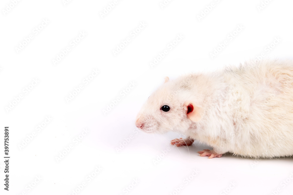 rat dumbo on a white background rat dumbo on a white background