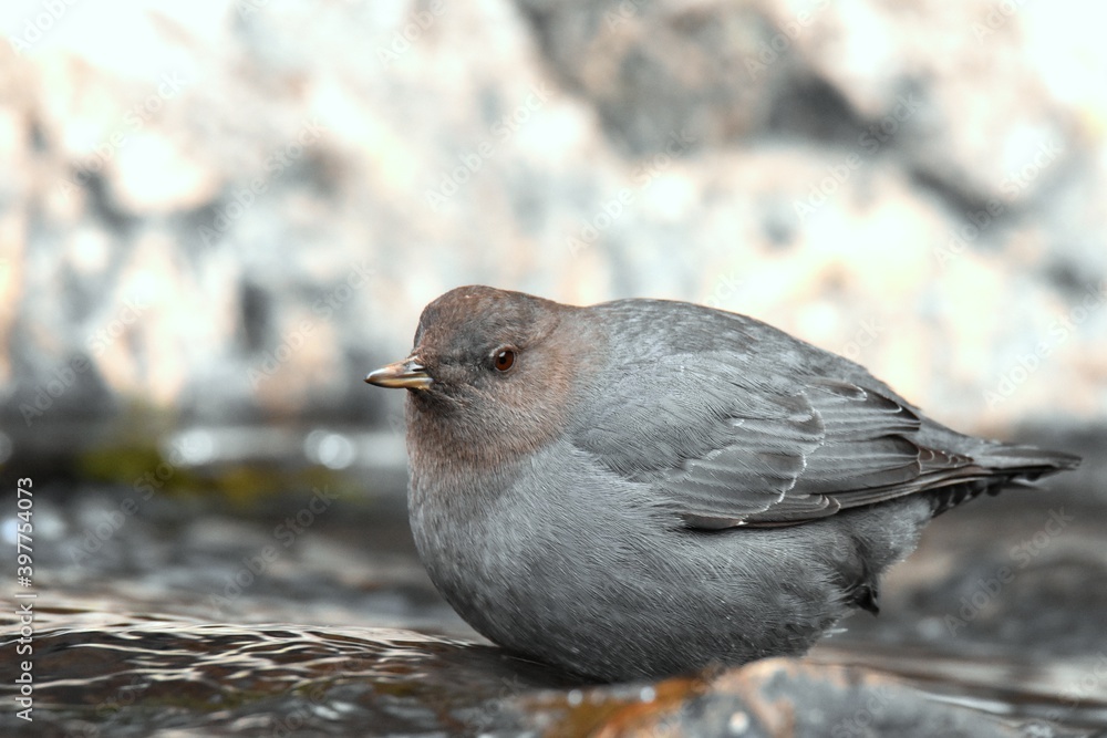 An American Dipper feeds in a river in the Rocky Mountians. An American Dipper feeds in a river in the Rocky Mountians.
