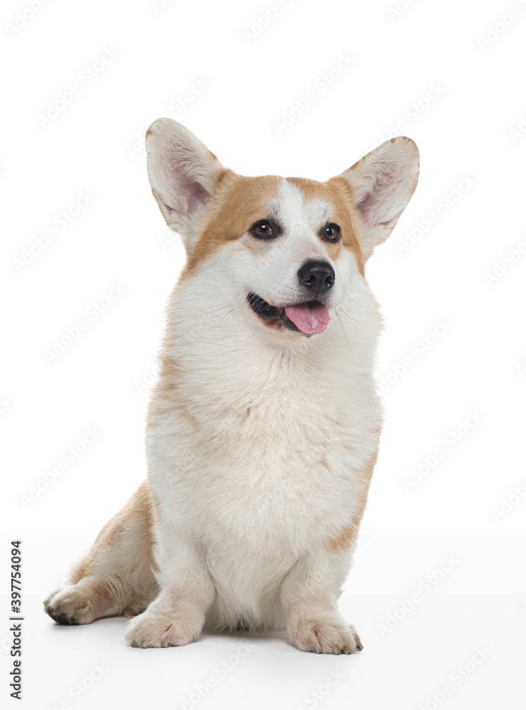 dog welsh corgi pembroke on a white background with an open mouth. Red-haired pet in the studio.