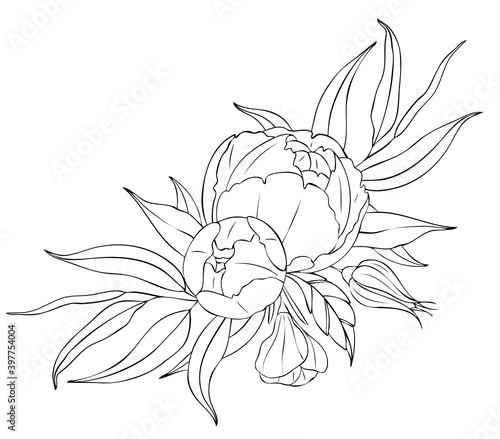 Peony flowers and leaves, tattoo compositions. Black linear illustration isolated on a white background.