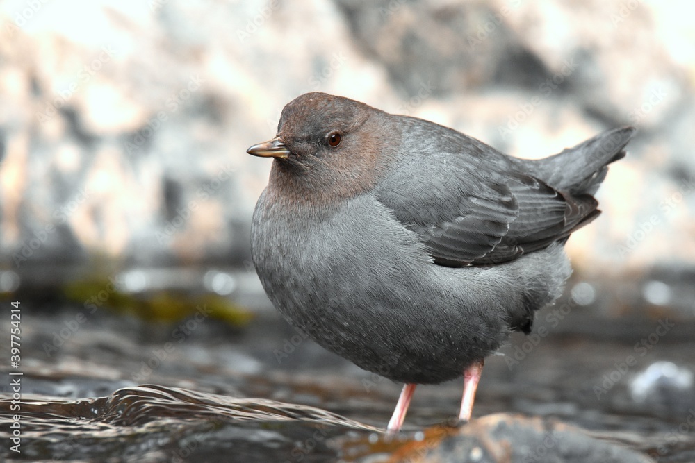 An American Dipper feeds in a river in the Rocky Mountians. An American Dipper feeds in a river in the Rocky Mountians.