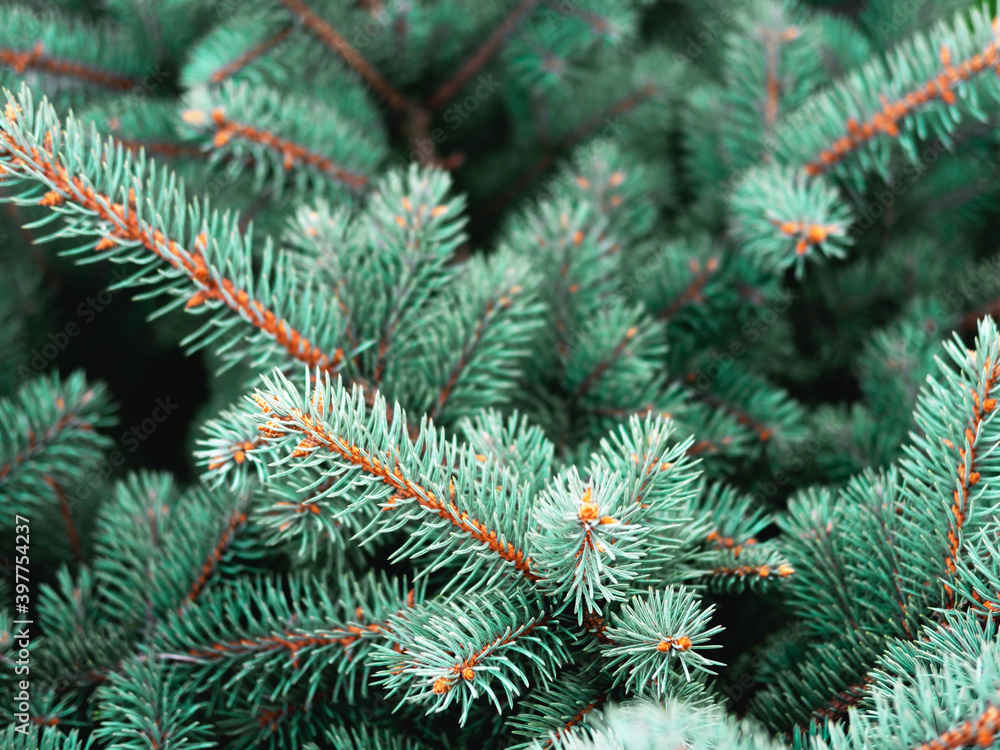 Beautiful evergreen blue spruce branches as a christmas background, close up with a shallow focus.