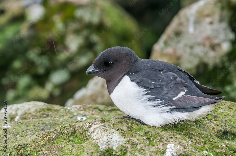 Dovekie (Alle alle) at least auklet colony in St. George Island, Alaska, USA Dovekie (Alle alle) at least auklet colony in St. George Island, Alaska, USA