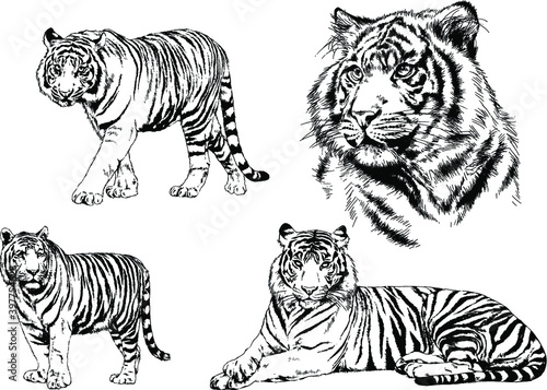 a set of vector drawings of various predators   tigers and lions  drawn in ink by hand  realistic for the logo 