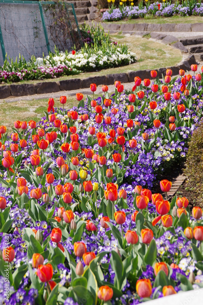 春爛漫に彩る赤いチューリップの花と紫色のパンジーの花