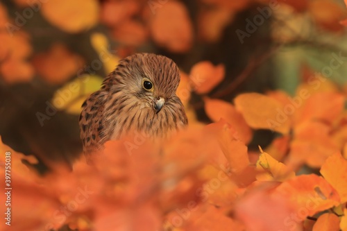 Falco tinnunculus. Close up portrait of a Common kestrel. Autumn scene with bird of prey.  photo