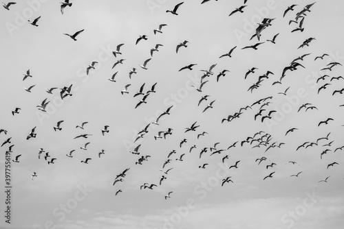Flying flock of white gulls. A lot of birds in the sky. Black and white.