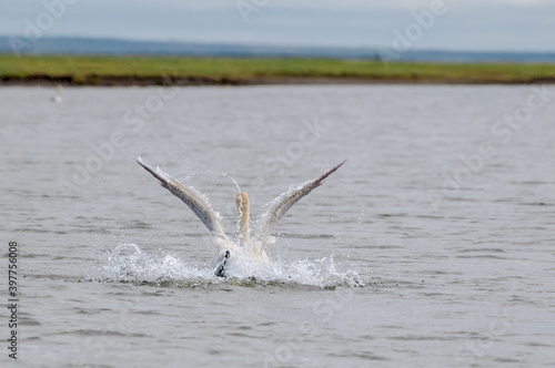 Molting Bewick s Swan  Cygnus bewickii  in Barents Sea coastal area  Russia