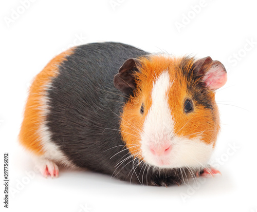 Wallpaper Mural Guinea pig isolated. Torontodigital.ca