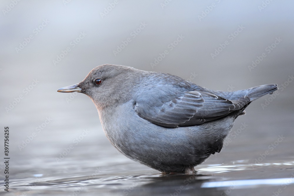 An American Dipper feeds in a river in the Rocky Mountians. An American Dipper feeds in a river in the Rocky Mountians.