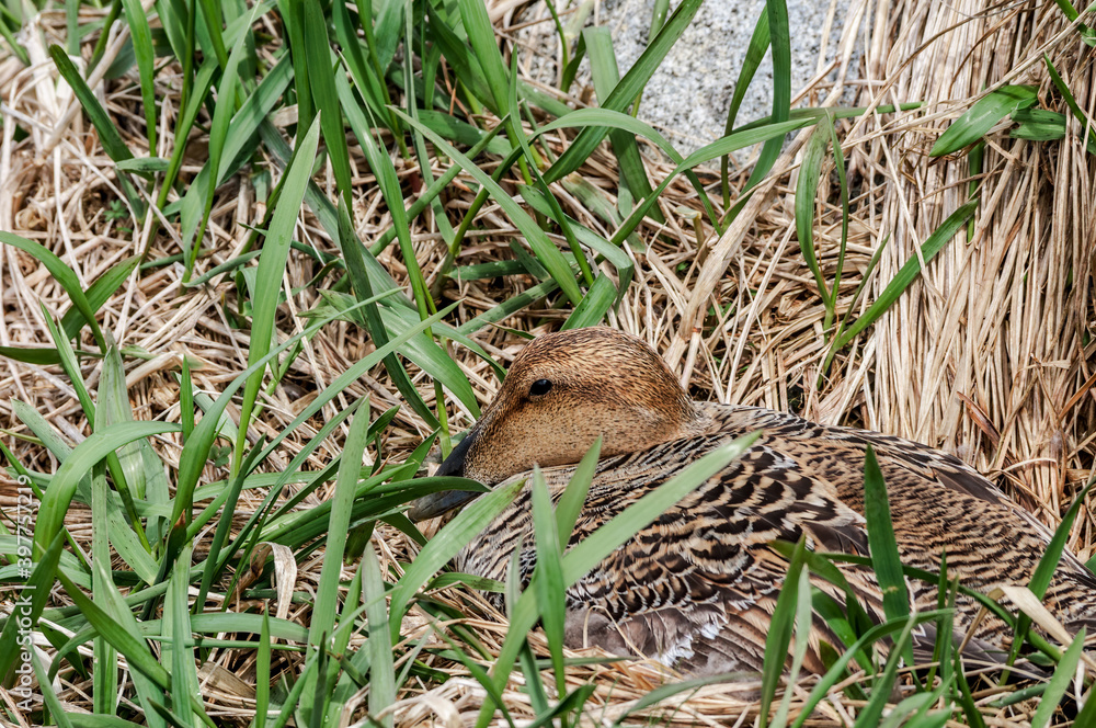 Female of North Pacific Eider (Somateria mollissima v-nigrum) at nest in Chowiet Island, Semidi Islands, Alaska, USA