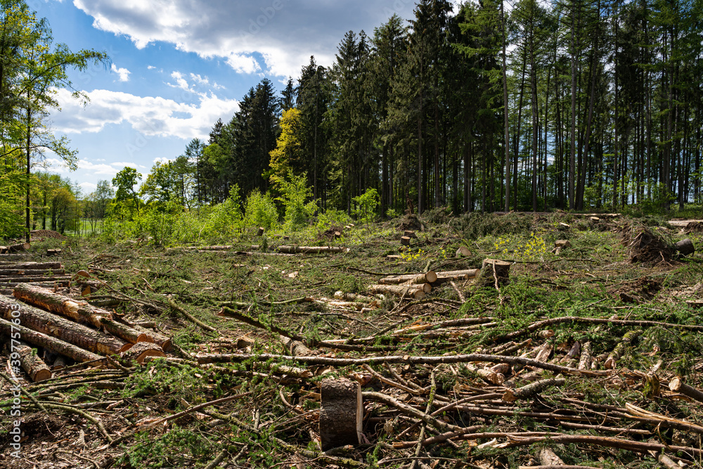 Waldsterben - Borkenkäferbefall, gefällter Fichtenwald Waldsterben - Borkenkäferbefall, gefällter Fichtenwald