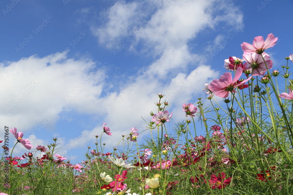flowers and sky flowers and sky