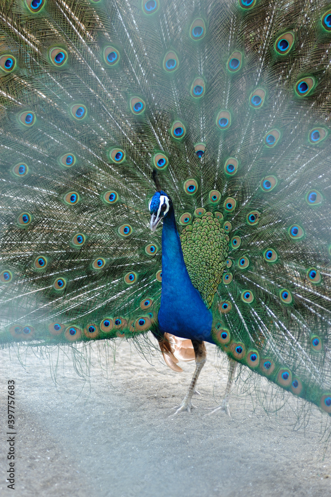 Obraz premium 孔雀