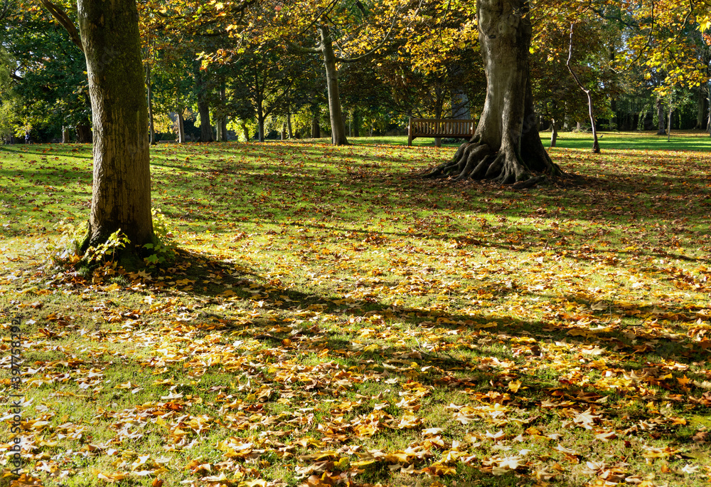 Sunny autumn day in the public park